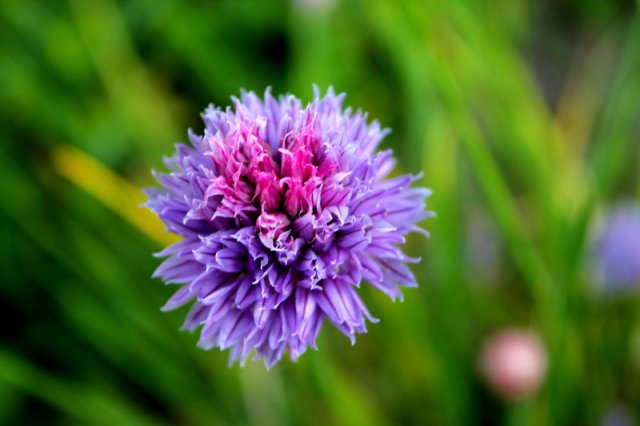 286_meteora in fiore_tema libero